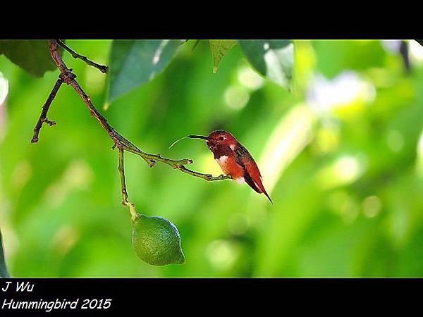 Hummingbird (23).jpg