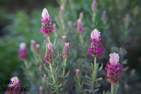 front yard flowers (6).JPG