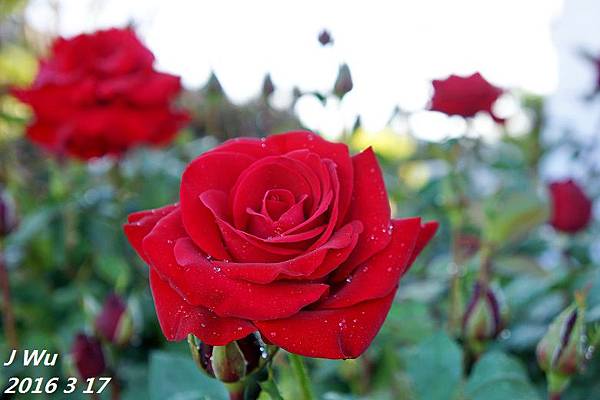 front yard flowers (11).JPG