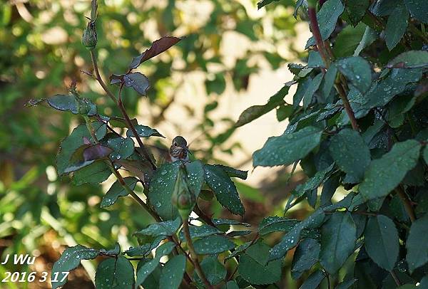 front yard flowers (12).JPG