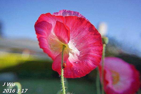 front yard flowers (16).JPG