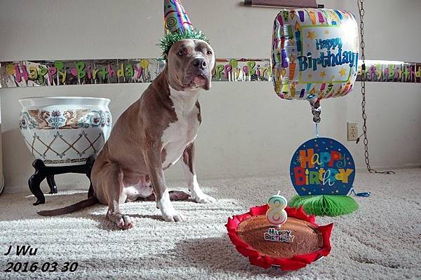 20160401 Diesel's birthday.JPG