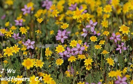 CA wildflowers.jpg