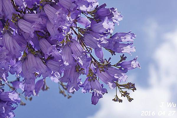 Jacaranda Tree 04272016 (16).JPG Jacaranda Tree 04272016 (16).JPG