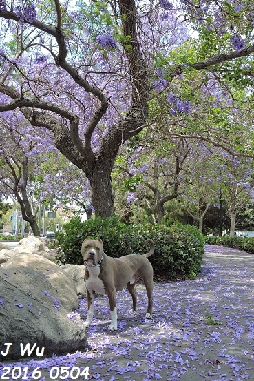 比特犬及藍花楹