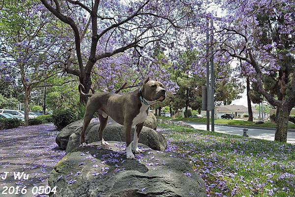 比特犬及藍花楹