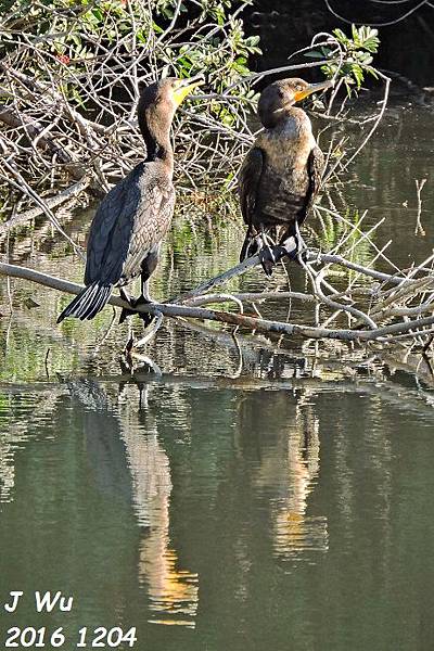 20161204 El Dorado Nature Center (29).JPG