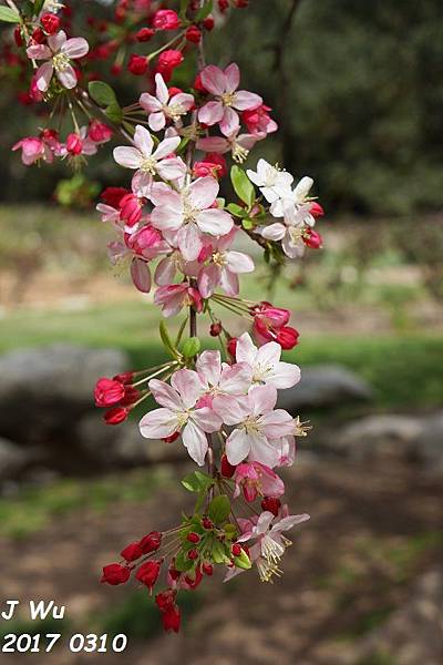 0310 Descanso Gardens (175).JPG