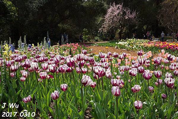 Descanso Gardens 迪斯坎索花園 