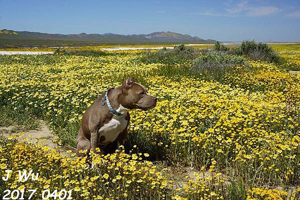 0401 Diesel at Carrizo Plain  (302)