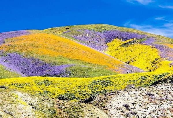 Superbloom_at_Carrizo_2017