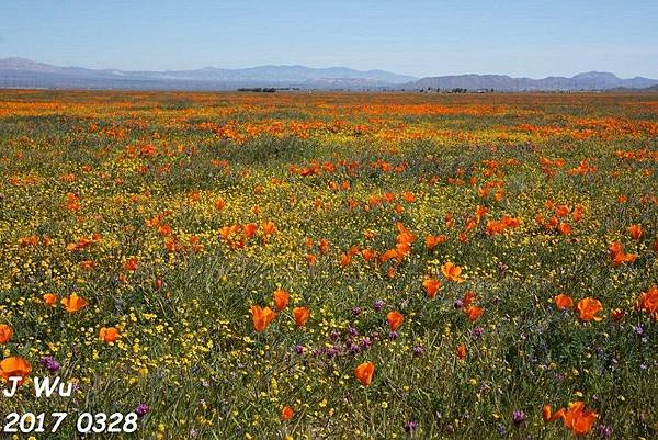 0328 Lancaster poppy reserve (284).jpg