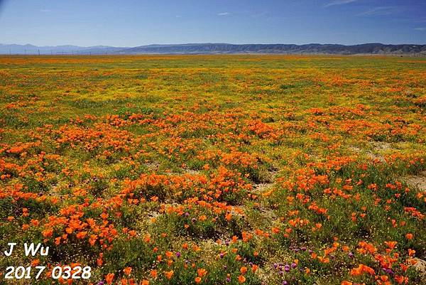 0328 Lancaster poppy reserve (380).jpg