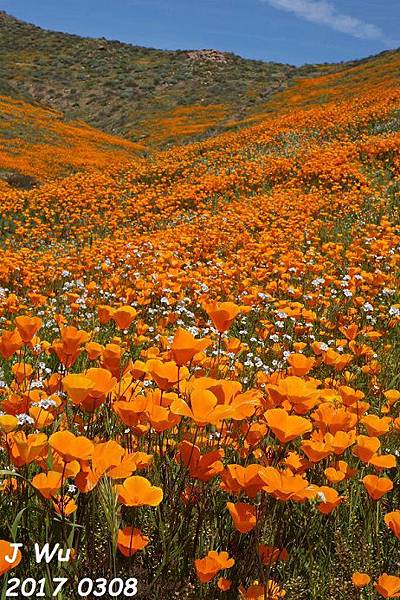  2017 3 wildflowers (13).JPG