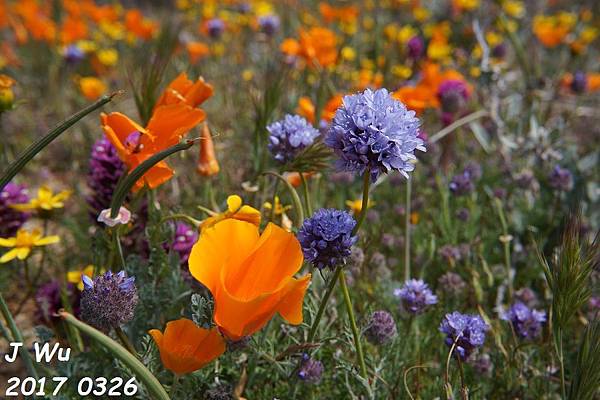 2017 3 wildflower Tejon Ranch (9).JPG