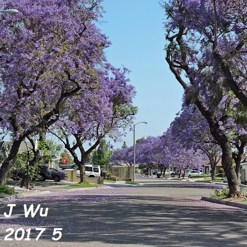 jacaranda (23).JPG