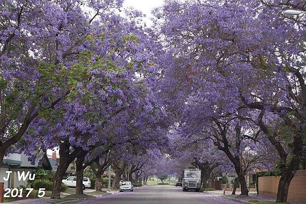 jacaranda (33).JPG