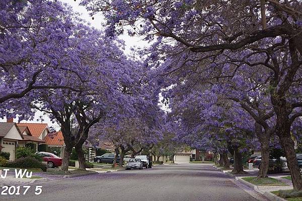 jacaranda (34).JPG