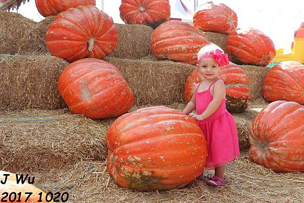20171020 pumpkin patch (24).JPG 20171020 pumpkin patch (24).JPG