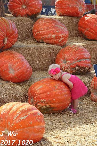 20171020 pumpkin patch (25).JPG