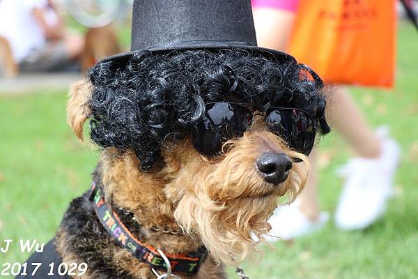1029 Haute Dog Parade (16).JPG 1029 Haute Dog Parade (16).JPG