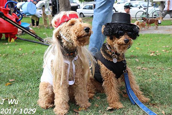 1029 Haute Dog Parade (17).JPG