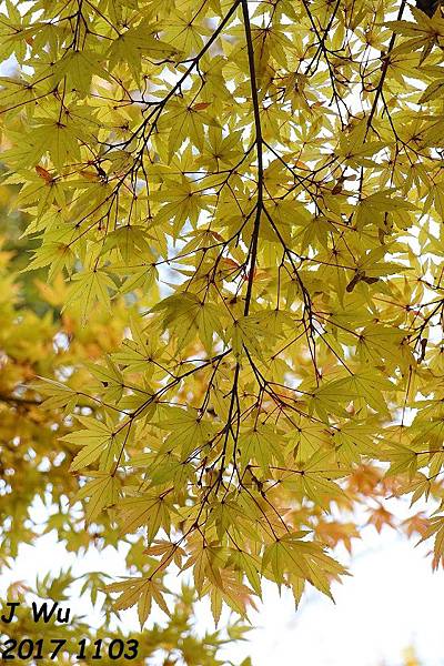 1103 Maryland fall color (112).JPG