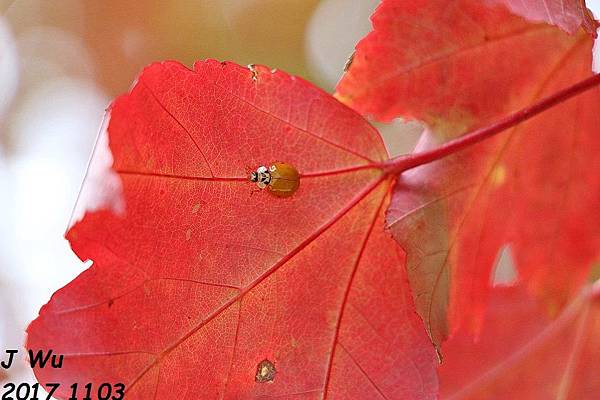 1103 Maryland fall color (146).JPG