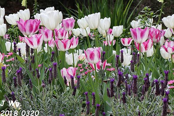 0320 Descanso Gardens (119).JPG 0320 Descanso Gardens (119).JPG