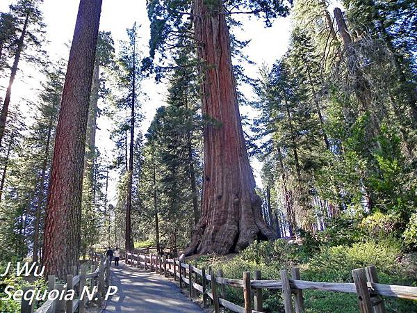 紅杉國家公園 Sequoia National Park