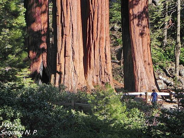 紅杉國家公園 Sequoia National Park