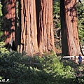 紅杉國家公園 Sequoia National Park