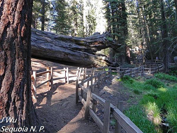 紅杉國家公園 Sequoia National Park