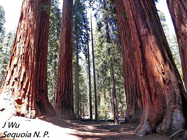 紅杉國家公園 Sequoia National Park