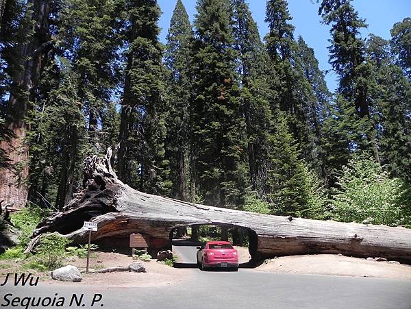 紅杉國家公園 Sequoia National Park