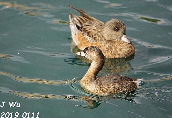 Pied-Billed grebe  (2).JPG