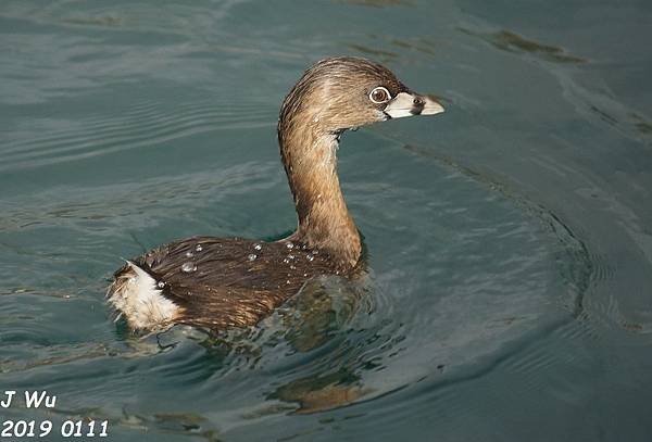 pied-billed grebe  雙色喙 鸊鷉.JPG