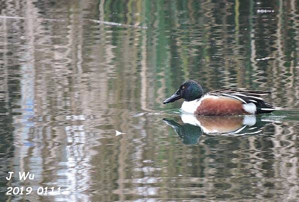 20190111 北方琵 northern shoveler(19).JPG