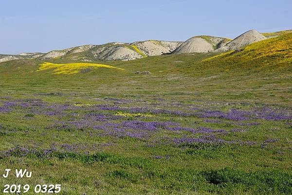 加州野花 Carrizo Plain