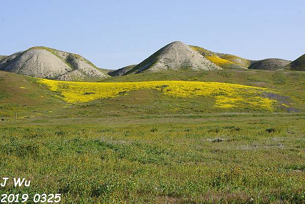 加州野花 Carrizo Plain