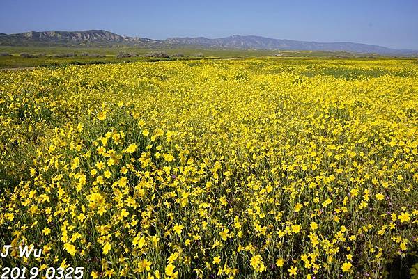 加州野花 Carrizo Plain