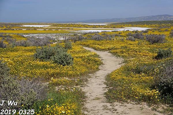 加州野花 Carrizo Plain