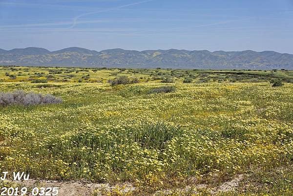 加州野花 Carrizo Plain