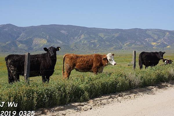 加州野花 Carrizo Plain