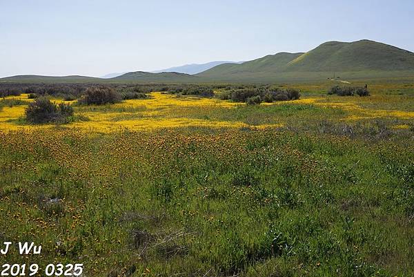 加州野花 Carrizo Plain