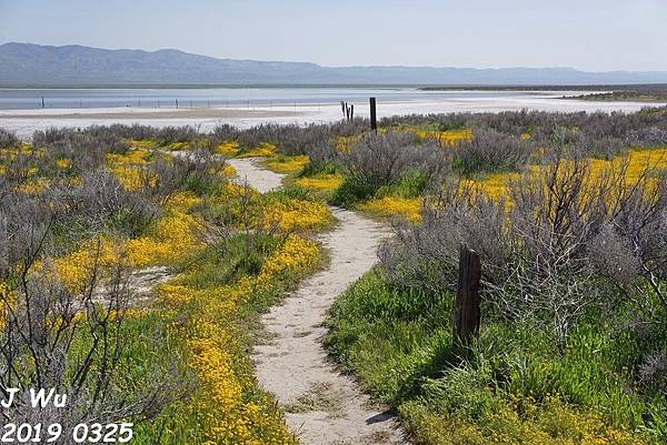 加州野花 Carrizo Plain