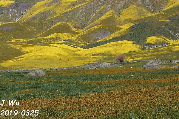 加州野花 Carrizo Plain