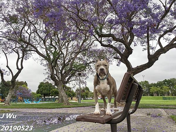 比特犬、藍花楹