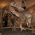 20190917 Natural History Museum (16).JPG