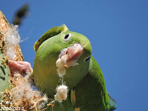 yellow chevroned parakeet (125).JPG